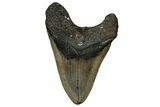 Fossil Megalodon Tooth - North Carolina #358918-2